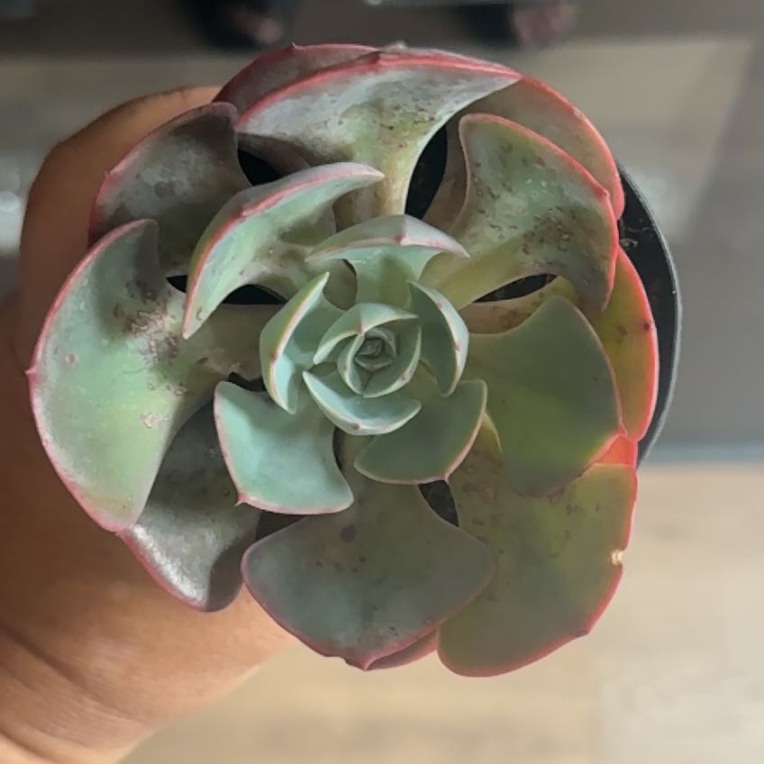 Photo of the plant species Echeveria 'Persia' by @AceSilkvine24 named Fernie Mac on Greg, the plant care app