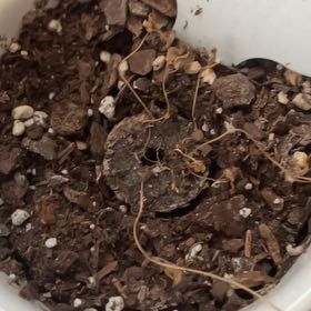 Photo of the plant species mint by @SweetDeathcap32 named Plato on Greg, the plant care app