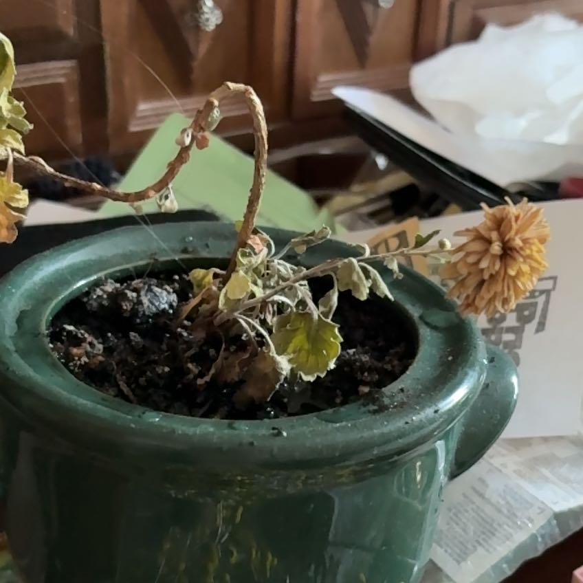 Photo of the plant species Chrysanthemum 'Crete' by @ZappyMyagrum70 named Sahara on Greg, the plant care app