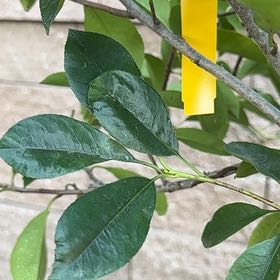 Photo of the plant species Photinia by @LovingTutsan70 named Daphne on Greg, the plant care app