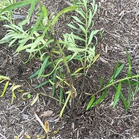 Photo of the plant species butterfly weed by @KeyChayote67 named Winston on Greg, the plant care app