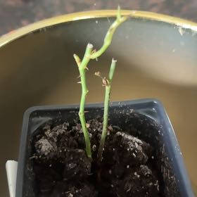 Photo of the plant species Don Juan Climbing Rose by @ReallyPepper35 named Gobi on Greg, the plant care app