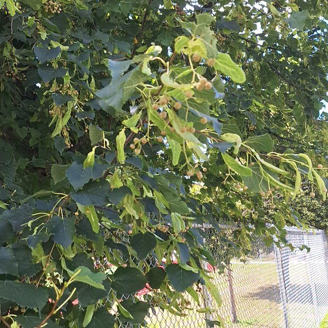 Photo of the plant species Littleleaf Linden by @BigSonomasage88 named Captain Plant-it on Greg, the plant care app