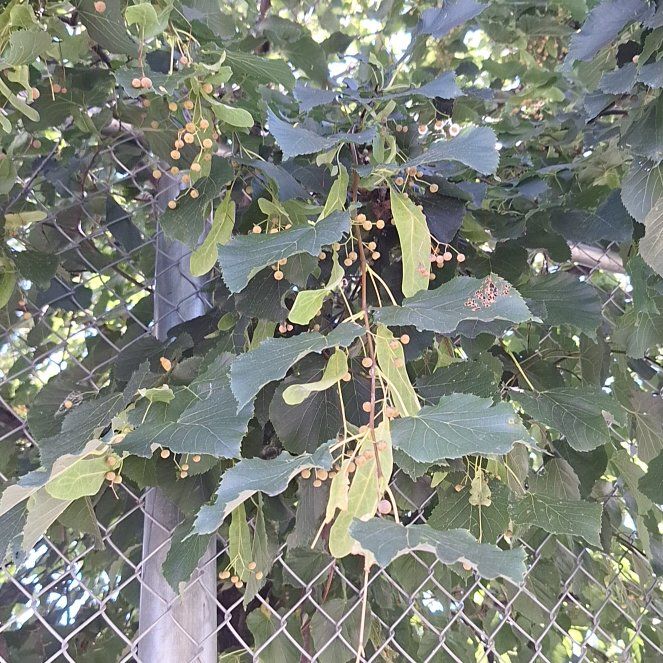 Photo of the plant species American Basswood by @BigSonomasage88 named Sage on Greg, the plant care app