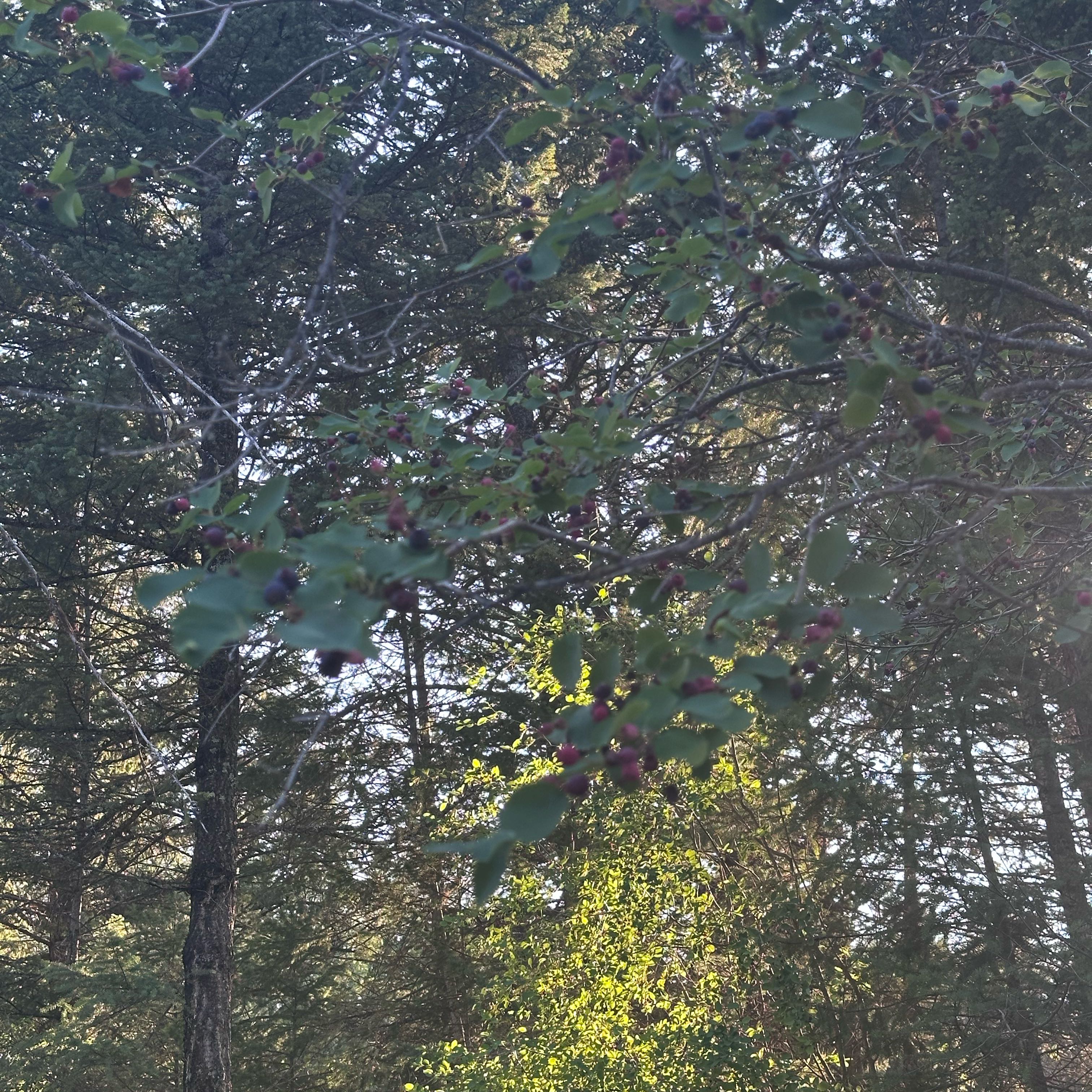 Photo of the plant species Saskatoon by @CoolEarthball61 named Rainier on Greg, the plant care app