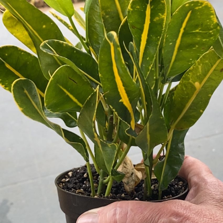 Photo of the plant species Banana Croton by @FabSuncup24 named Shakira on Greg, the plant care app