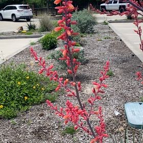 Photo of the plant species Redcardinal by @FabSuncup24 named Rihanna on Greg, the plant care app