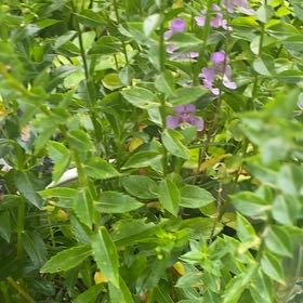 Photo of the plant species Mexican-Heather by @FabSuncup24 named Achilles on Greg, the plant care app