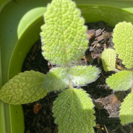 Photo of the plant species Clary Sage by Samyra named Your plant on Greg, the plant care app