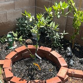 Photo of the plant species Bears Seedless Lime by @ChipperTitoki69 named Gobi on Greg, the plant care app