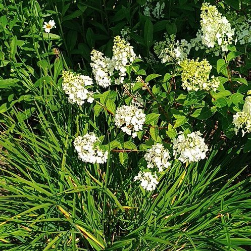 Photo of the plant species Evergreen Candytuft by @PrizeSucc named Surya on Greg, the plant care app