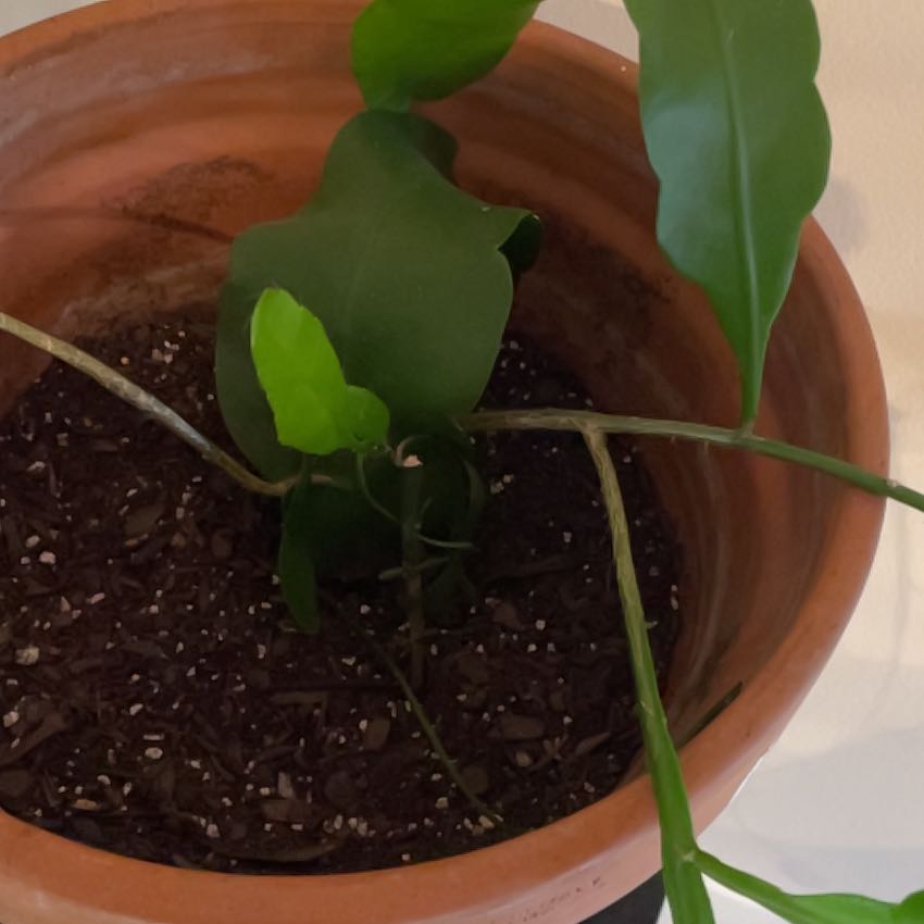 Dutchman's Pipe Cactus in a terracotta pot with healthy green leaves and visible soil.