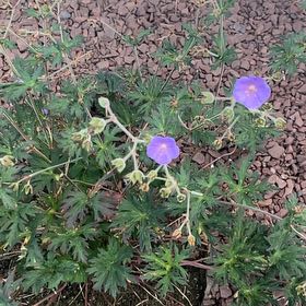 Photo of the plant species Meadow Geranium by @ExpertTukauki37 named Luna on Greg, the plant care app