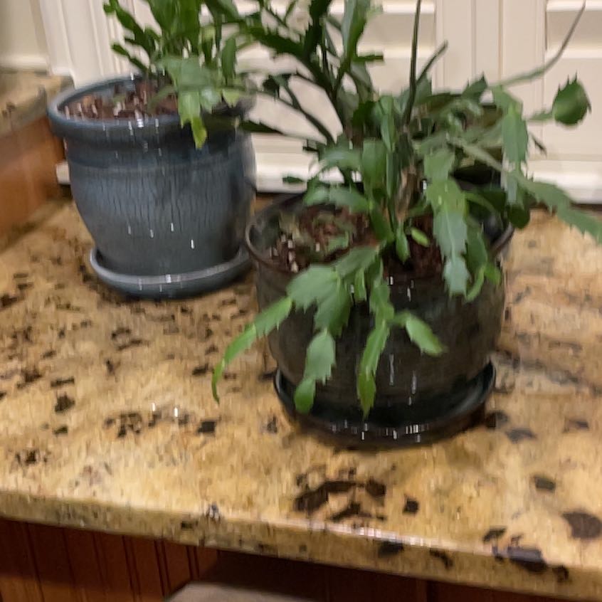 Photo of the plant species Christmas Cactus 'White Christmas' by @ToughFalsedaisy named Bruce Lee on Greg, the plant care app