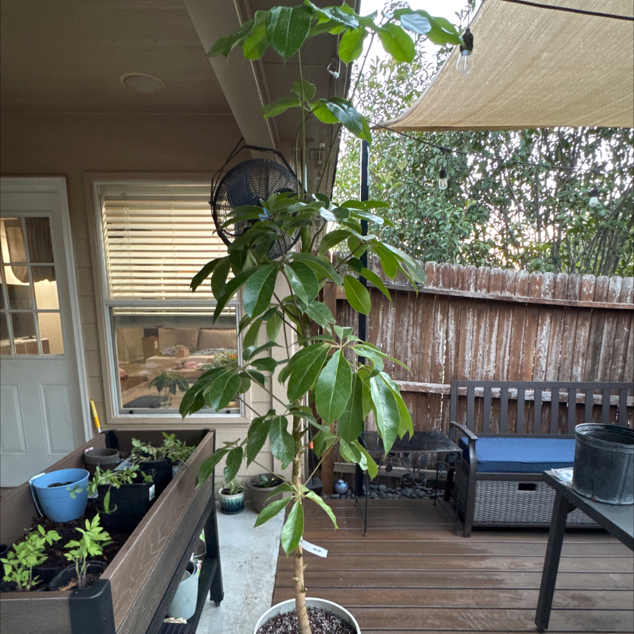 Photo of the plant species Octopus Tree by @YevePepper20 named Leaf Erickson on Greg, the plant care app