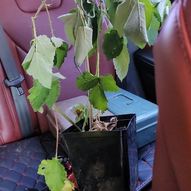 Photo of the plant species Nemesia 'Boysenberry' by @NiftyOlneya54 named Prickly Boy on Greg, the plant care app