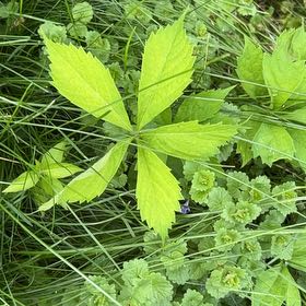 Photo of the plant species Virginia Creeper by @QualityMendoza8 named Kylie on Greg, the plant care app