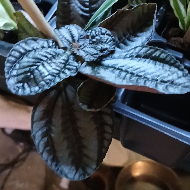 Photo of the plant species Pilea involucrata 'Norfolk' by @QueenBeebalm53 named Leonardo on Greg, the plant care app