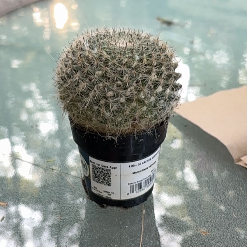Photo of the plant species Old Lady Cactus by @SteamyHeather74 named Athena on Greg, the plant care app
