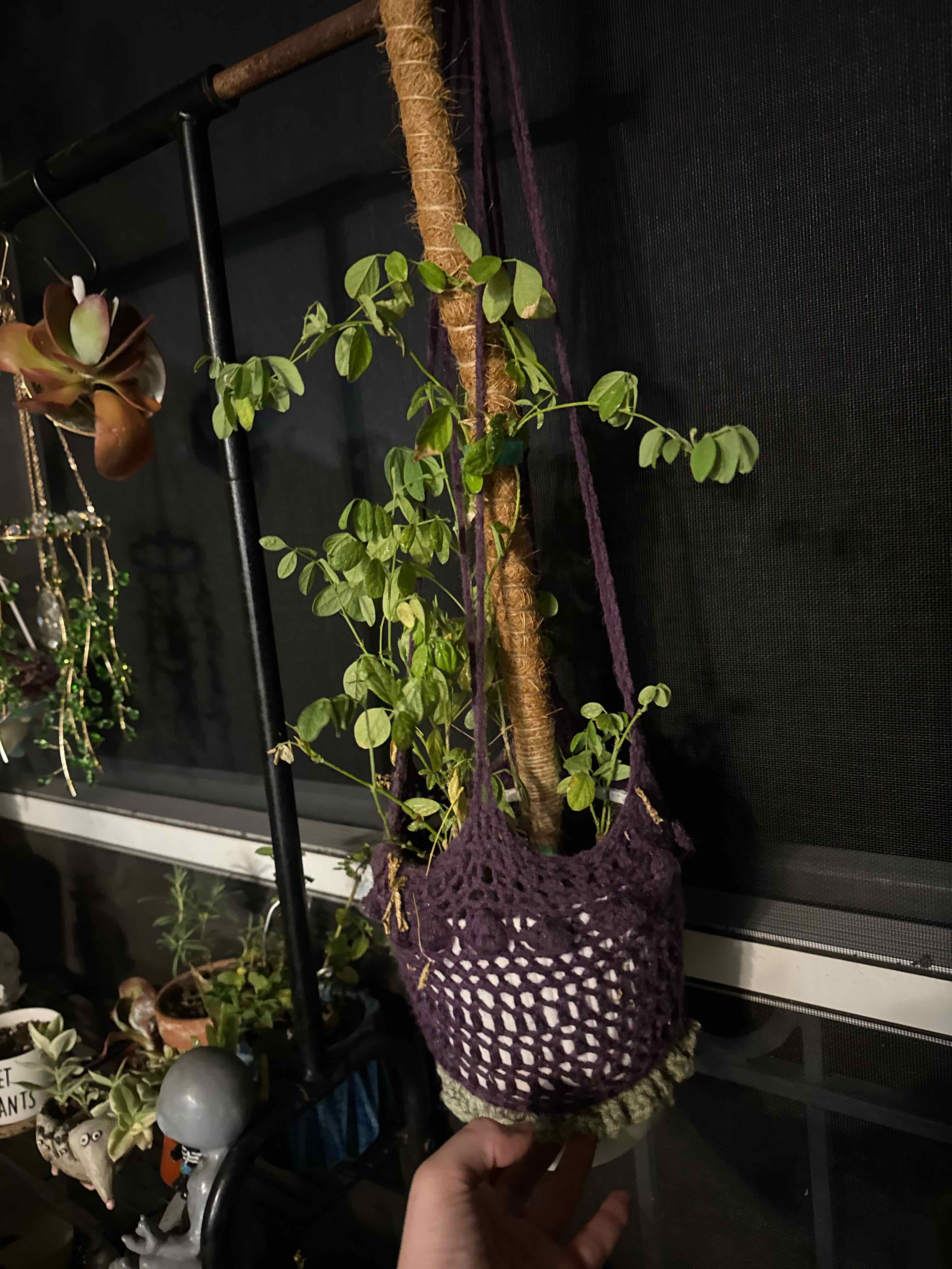 Photo of the plant species Low Butterfly Pea by @Smaddie123 named Mochi on Greg, the plant care app