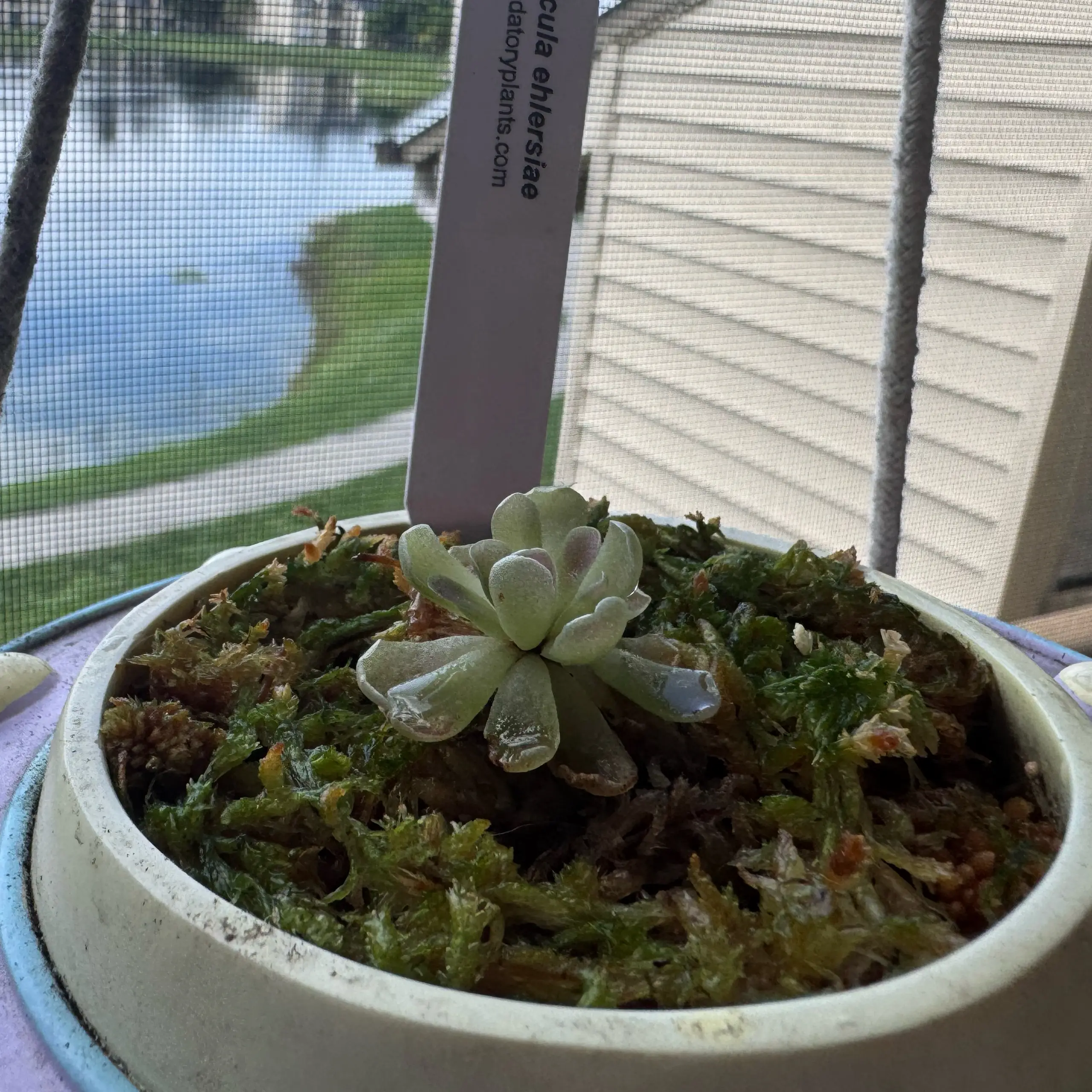 Photo of the plant species Mexican Butterwort by @Smaddie123 named Ms buttersworth on Greg, the plant care app