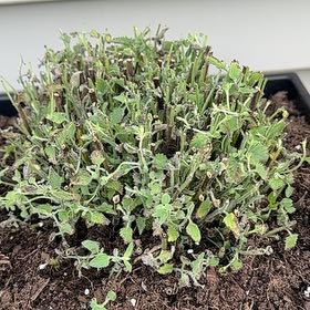 Photo of the plant species Cat's Meow Catmint by @GenerousLemon15 named Sherlock on Greg, the plant care app