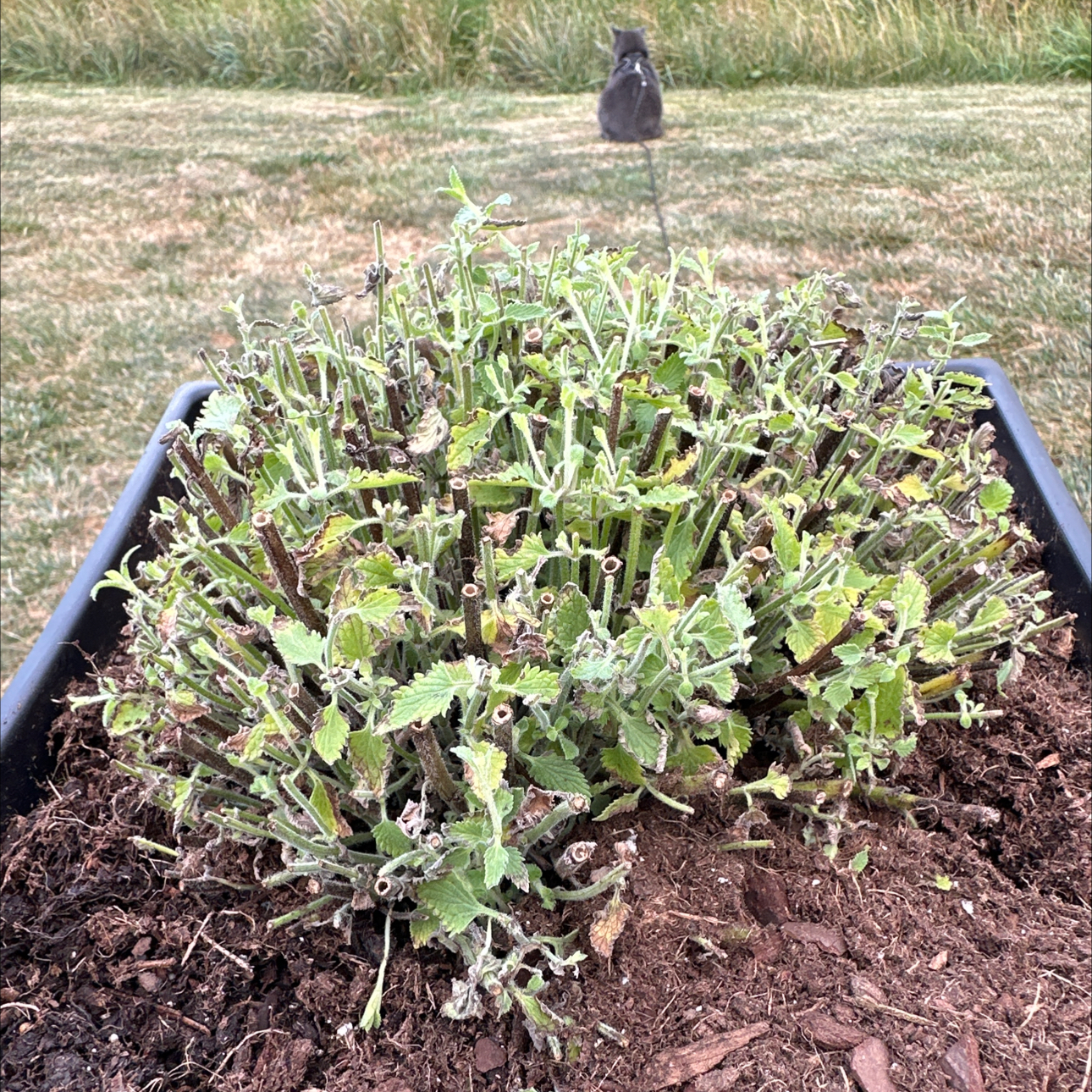 Photo of the plant species Cat's Meow Catmint by @GenerousLemon15 named Holmes on Greg, the plant care app