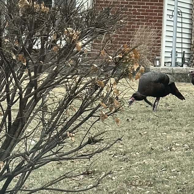 Photo of the plant species Willow by @TryRedlion49 named Mollie on Greg, the plant care app