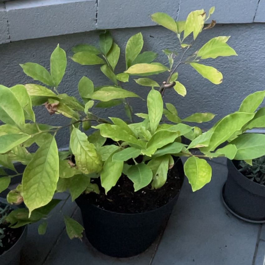 Photo of the plant species Mulan magnolia by @FacileTearose17 named Marley on Greg, the plant care app