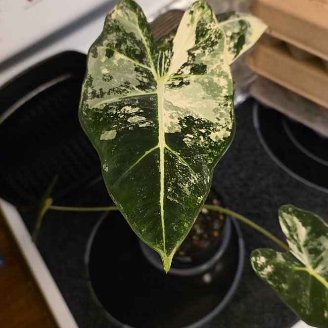 Photo of the plant species Alocasia Variagated by @NaturalBetel84 named Harmony on Greg, the plant care app