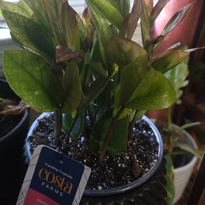 Photo of the plant species ZZ chameleon by @NaturalBetel84 named Terra on Greg, the plant care app