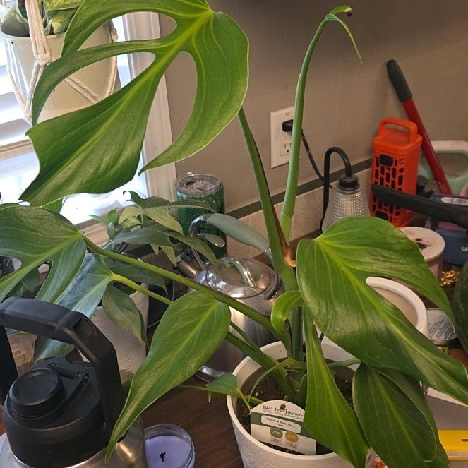 Photo of the plant species Monstera Burle Marx Flame by @NaturalBetel84 named Cinder on Greg, the plant care app
