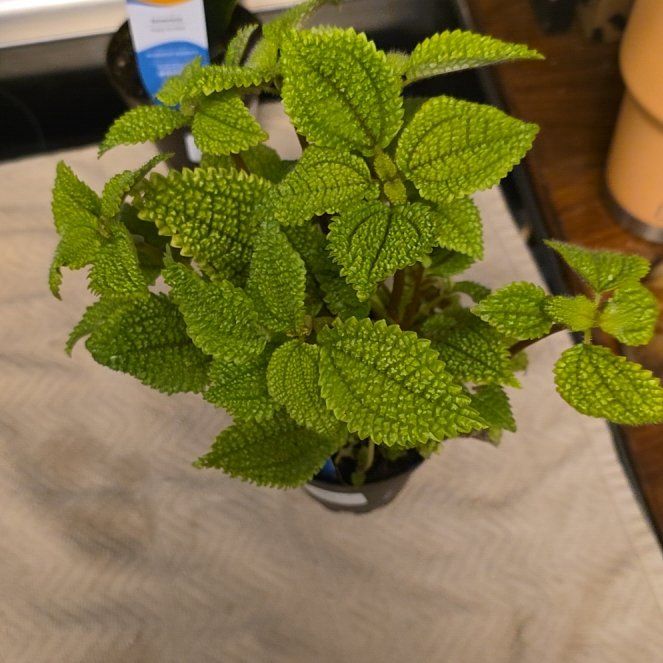 Photo of the plant species Pilea 'Moon Valley' by @NaturalBetel84 named Valley on Greg, the plant care app