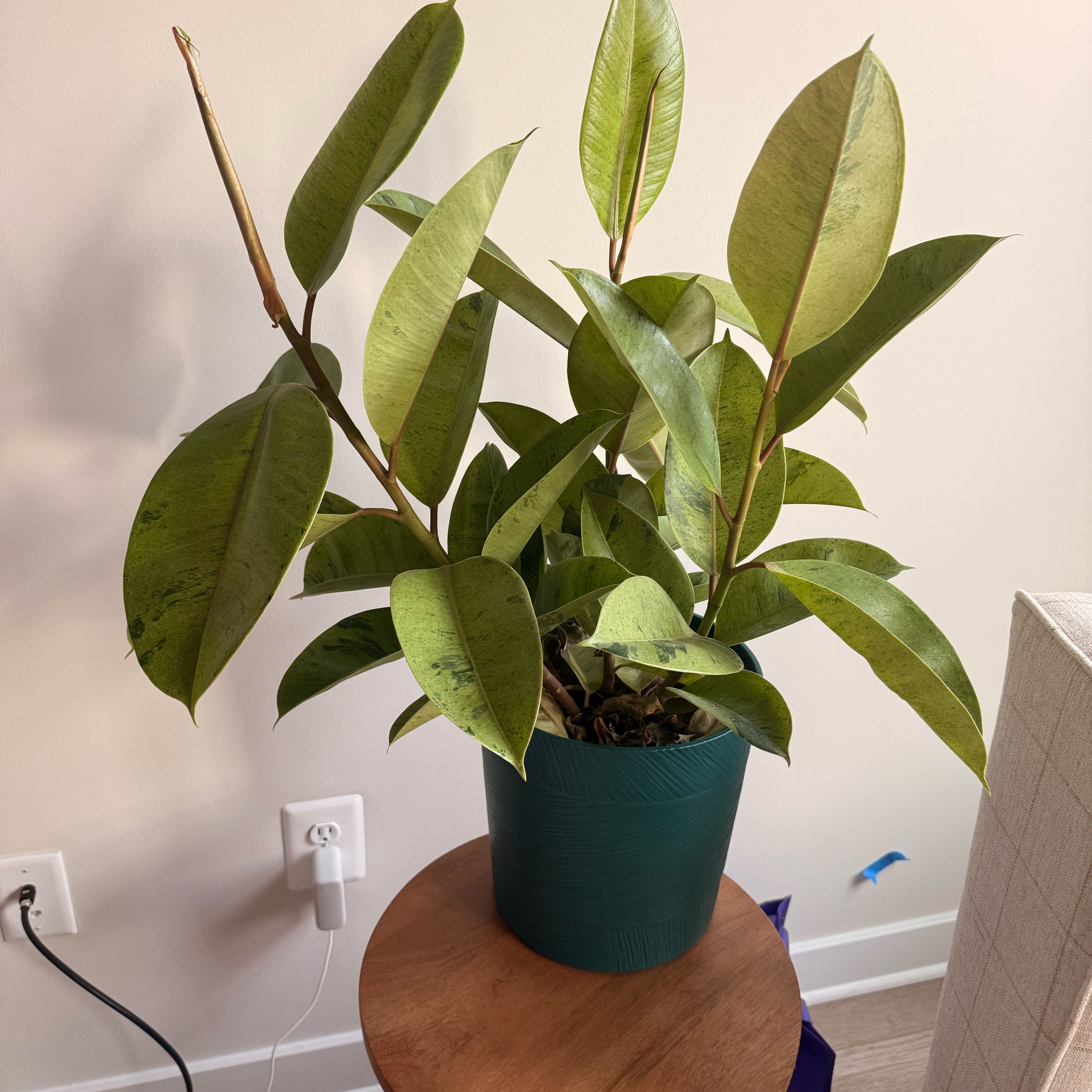 Photo of the plant species shivereana moonshine by @WinDuckpotato90 named Homer on Greg, the plant care app