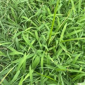 Photo of the plant species Southern Crabgrass by @JovialTearose96 named Bella on Greg, the plant care app