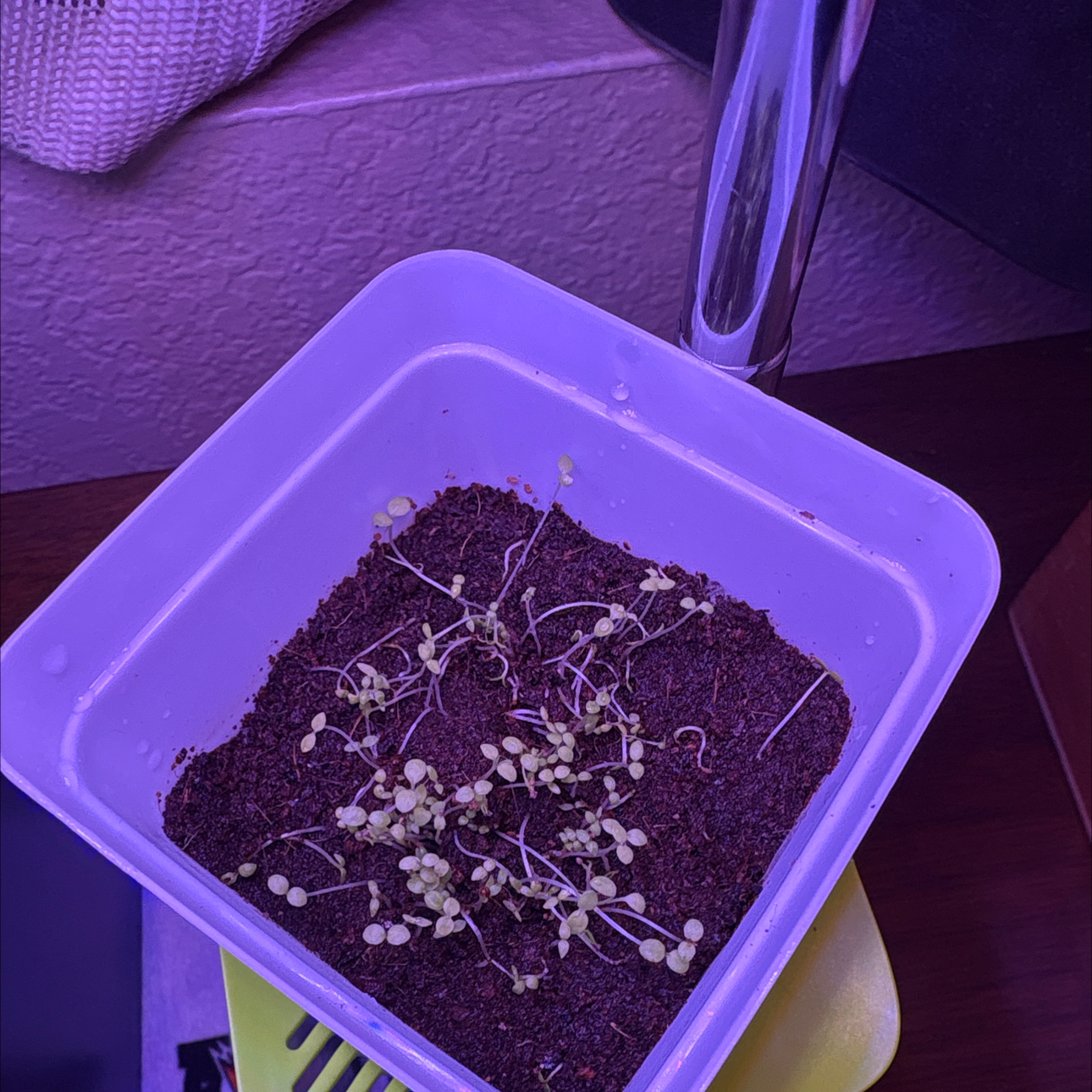 Photo of the plant species Petunia 'Cascadia' by @GracedIronweed1 named Foxxy on Greg, the plant care app