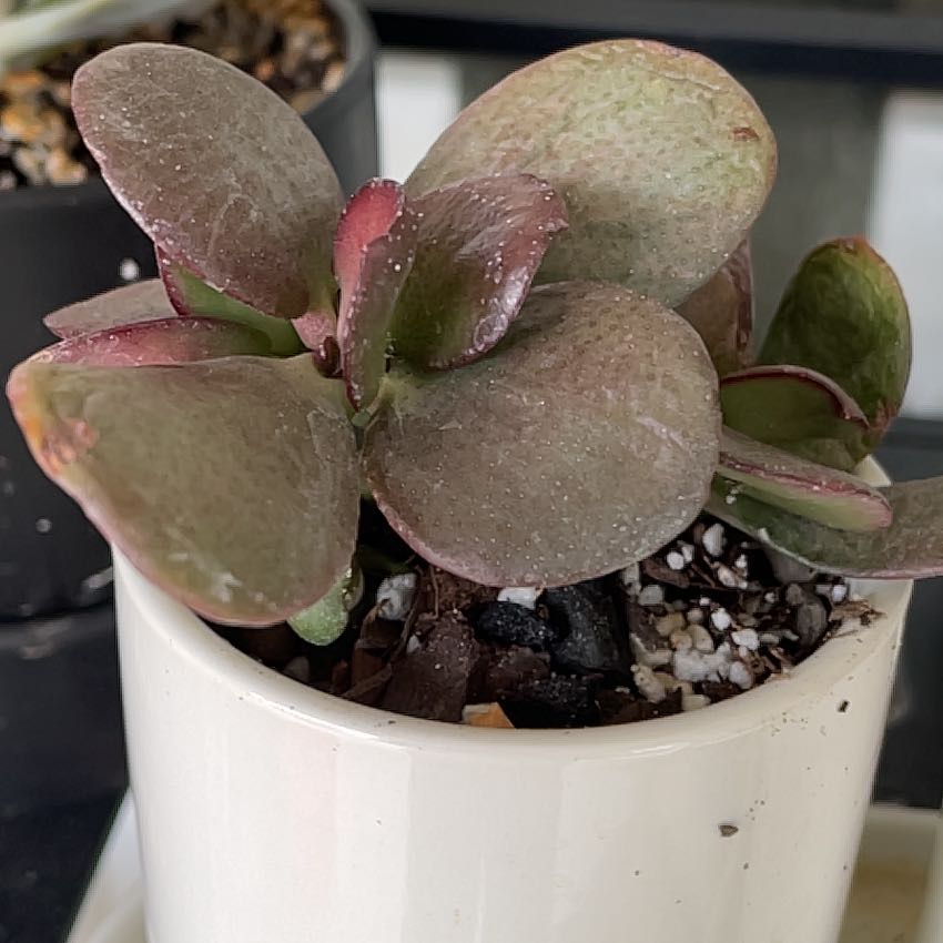 Photo of the plant species Akai Jade by @KinglyGray43 named Orwell on Greg, the plant care app
