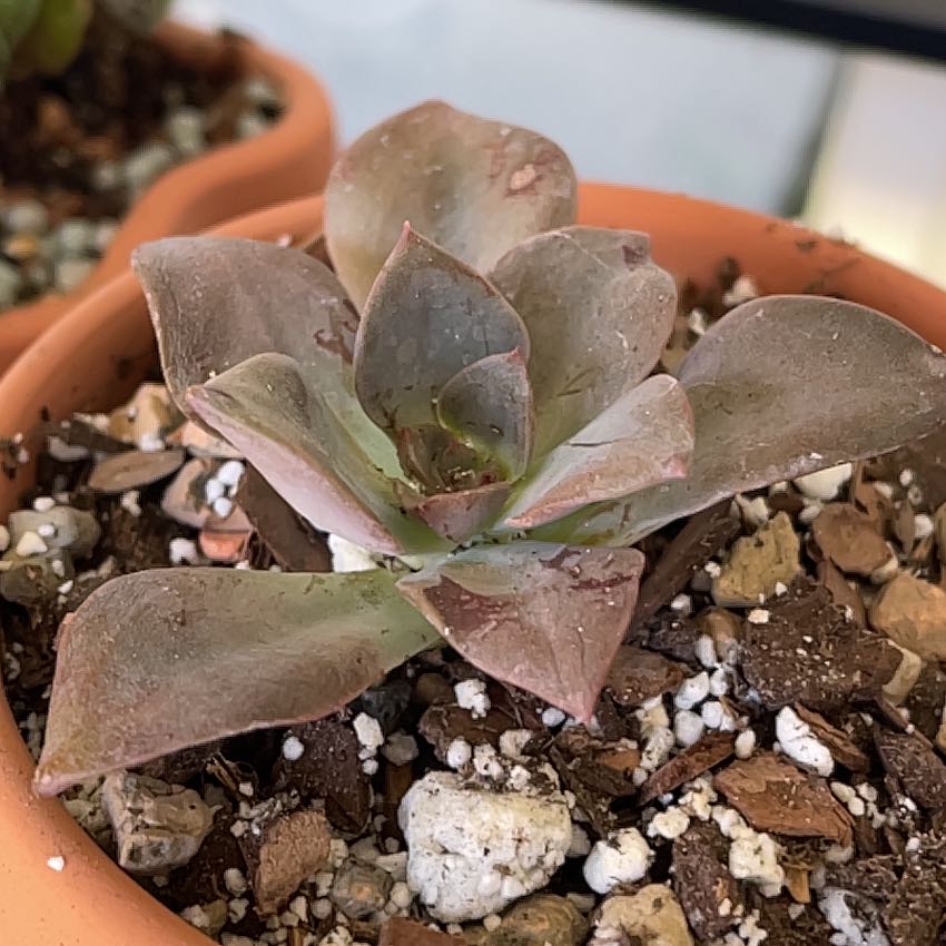 Photo of the plant species Echeveria Jessica by @KinglyGray43 named da Vinci on Greg, the plant care app