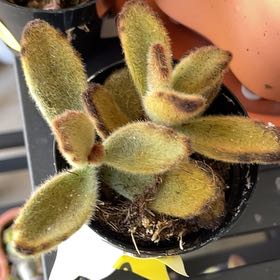 Photo of the plant species Teddy Bear by @KinglyGray43 named Madonna on Greg, the plant care app