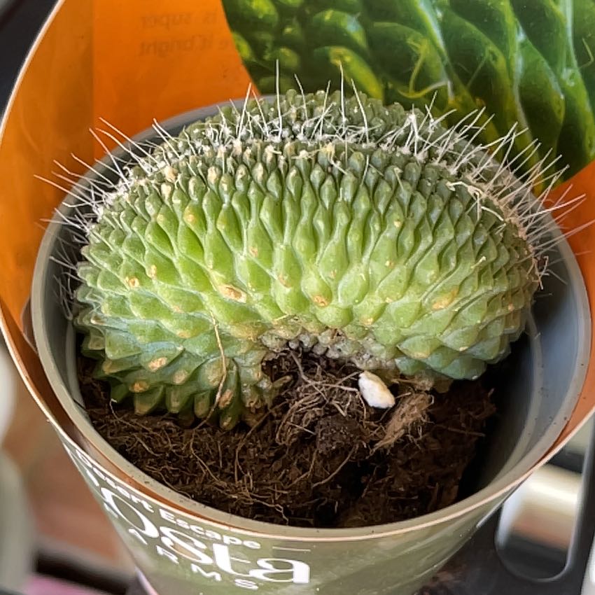 Photo of the plant species Bolivicereus f. cristata by @KinglyGray43 named Sanders on Greg, the plant care app