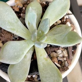 Photo of the plant species Graptopetalum paraguayense 'Peach' by @KinglyGray43 named Fernie Mercury on Greg, the plant care app
