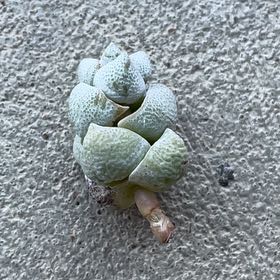 Photo of the plant species Crassula deceptor by @KinglyGray43 named Aria on Greg, the plant care app