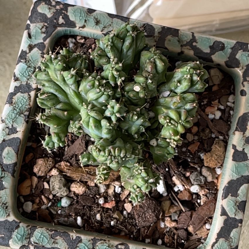 Photo of the plant species Monstrose Cereus by @KinglyGray43 named Wall-E on Greg, the plant care app