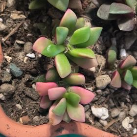 Photo of the plant species Sunrise by @KinglyGray43 named Achilles on Greg, the plant care app