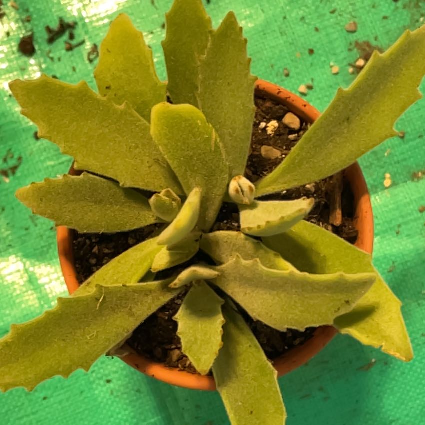 Photo of the plant species Kalanchoe 'Behartii' by @KinglyGray43 named Sol on Greg, the plant care app
