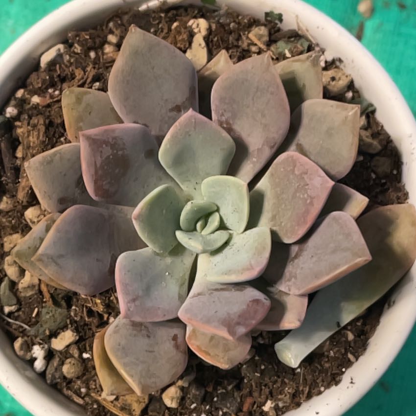 Photo of the plant species Graptoveria Debbi by @KinglyGray43 named Willow on Greg, the plant care app