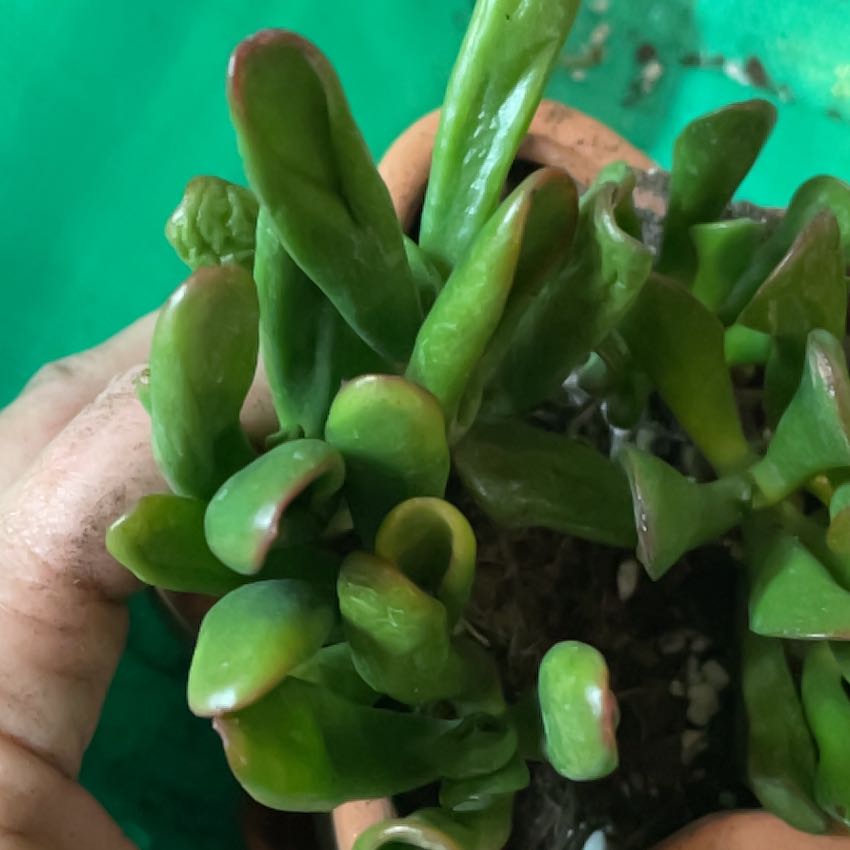 Photo of the plant species ET's Fingers Jade by @KinglyGray43 named Stella on Greg, the plant care app