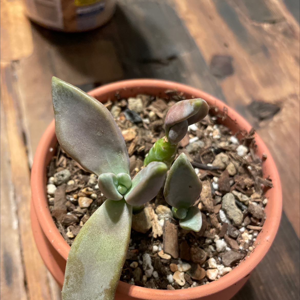 Photo of the plant species Euphorbia bongolavensis by @KinglyGray43 named Eva on Greg, the plant care app