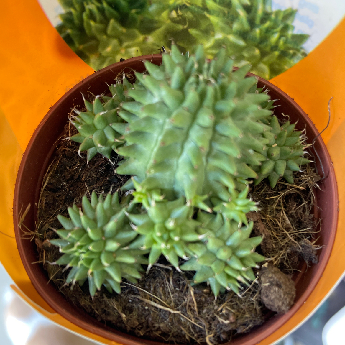 Photo of the plant species Susanne's Spurge by @KinglyGray43 named Nemo on Greg, the plant care app