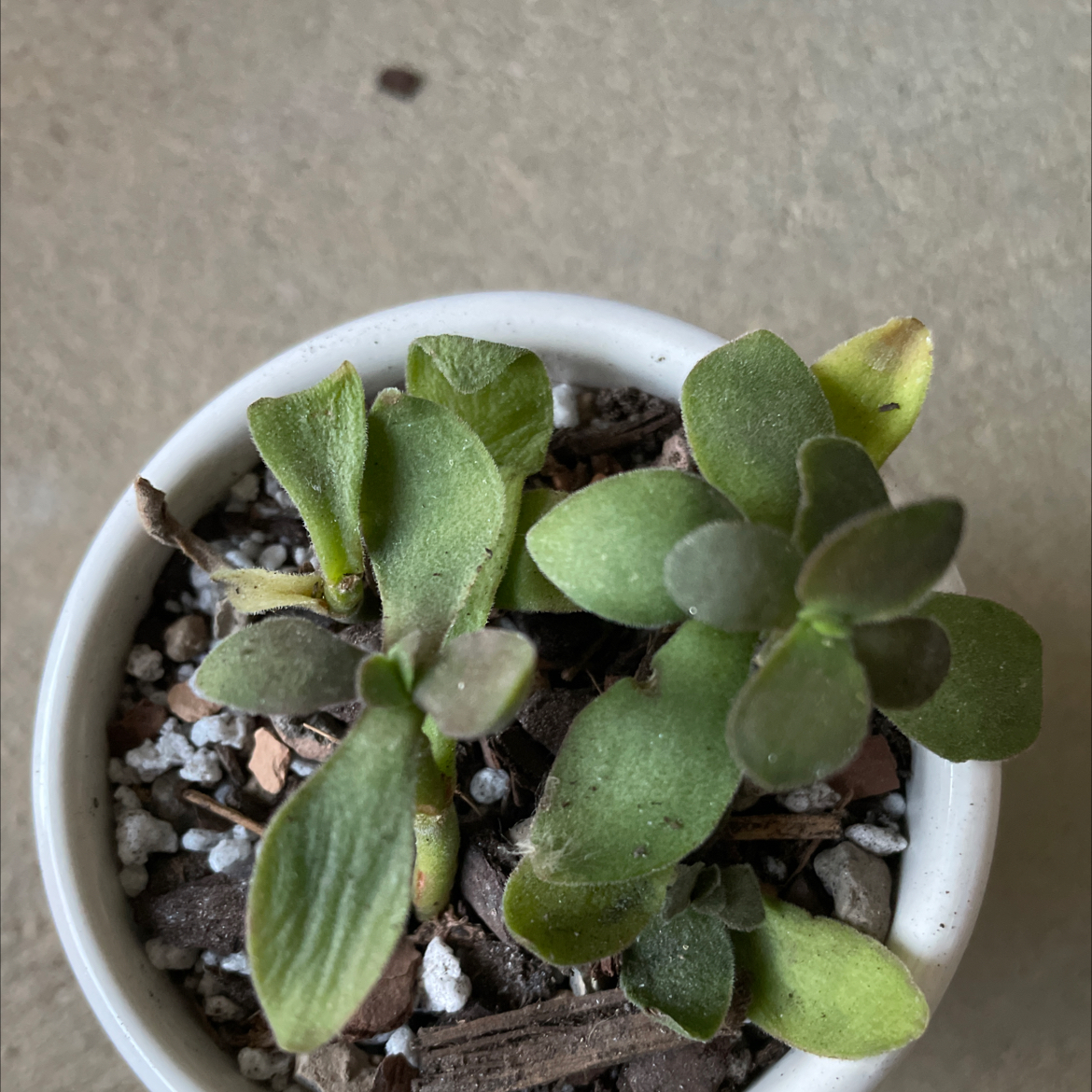 Photo of the plant species Crassula platyphylla 'Mini' by @KinglyGray43 named Anne on Greg, the plant care app